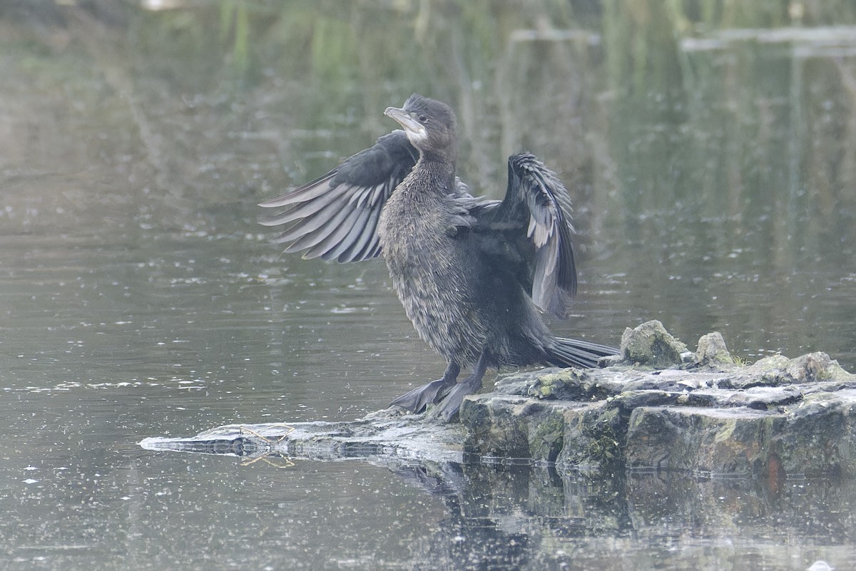 Pygmy Cormorant - ML628721626