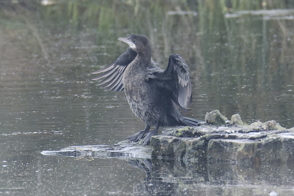 Pygmy Cormorant - ML628721627