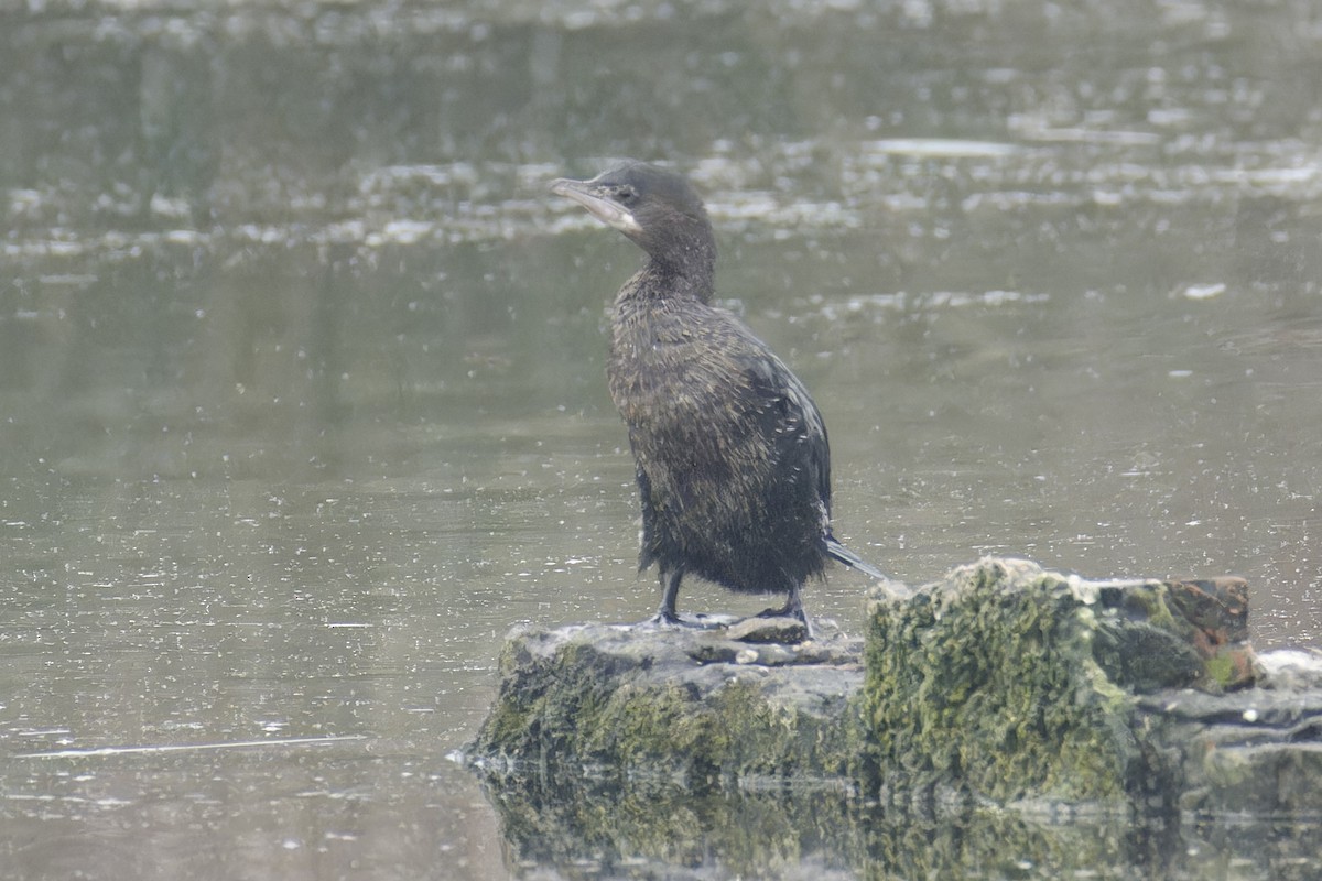Pygmy Cormorant - ML628721628