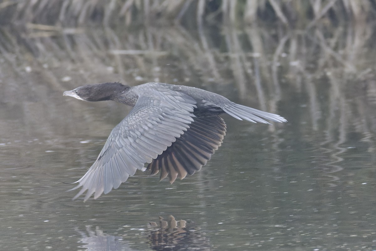 Pygmy Cormorant - ML628721631