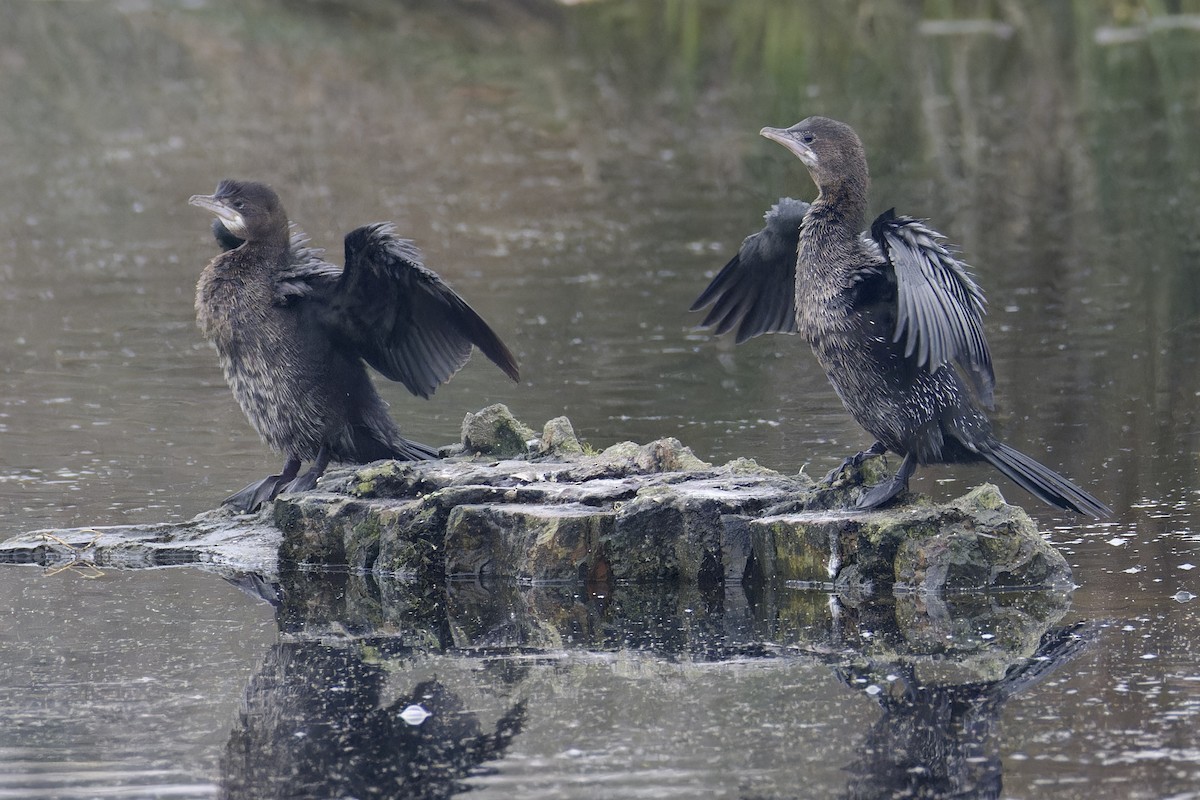 Pygmy Cormorant - ML628721632