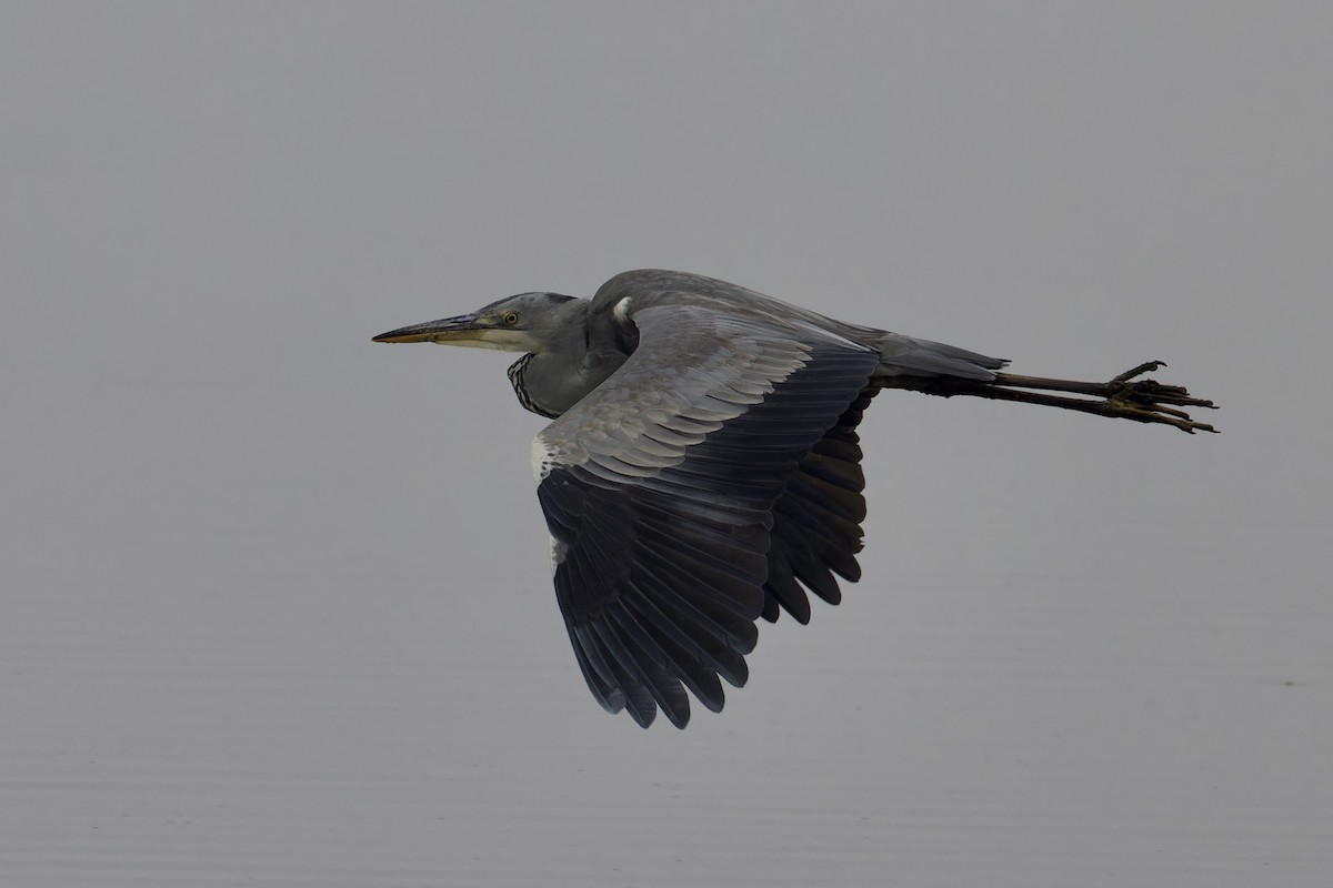 Gray Heron - ML628721641