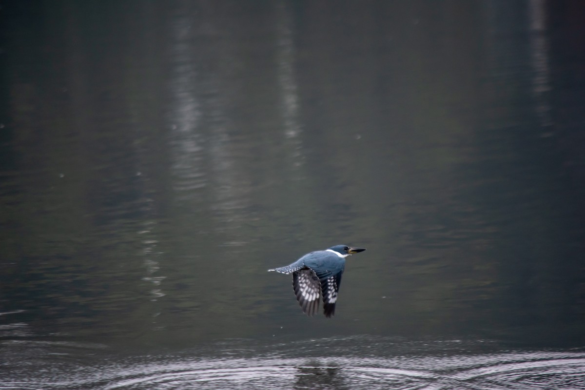 Ringed Kingfisher - ML628721815