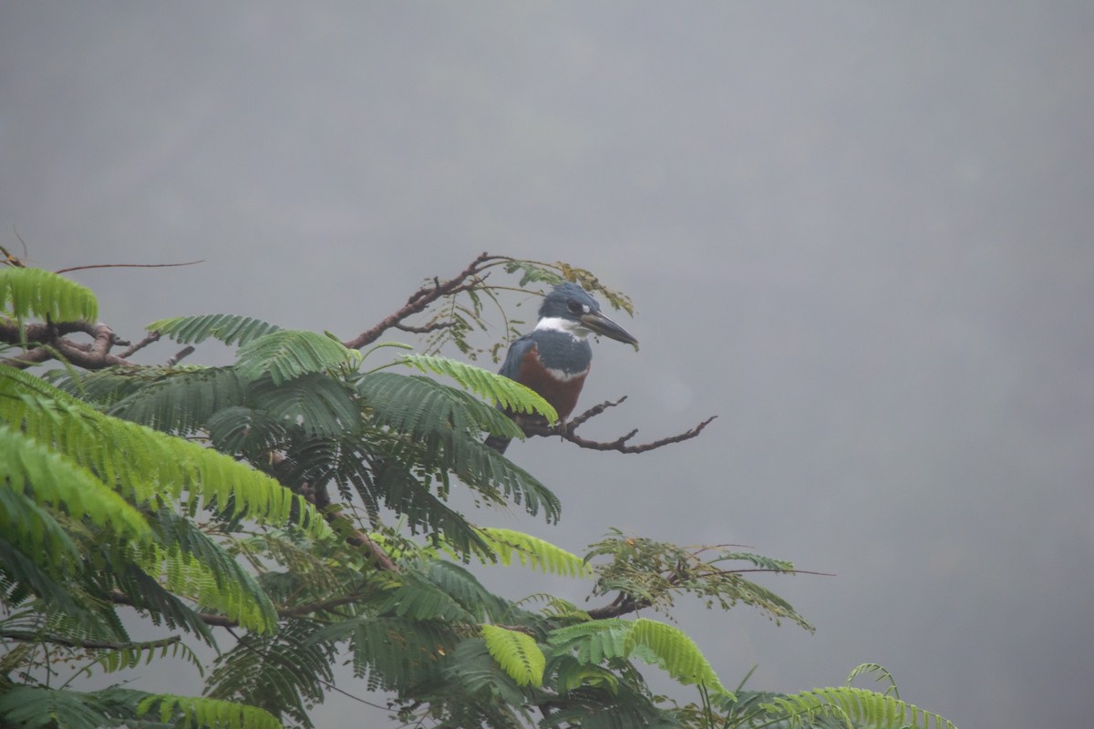 Ringed Kingfisher - ML628721816