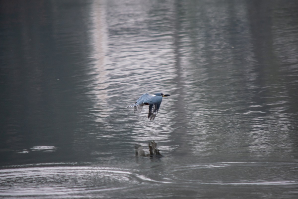 Ringed Kingfisher - ML628721817