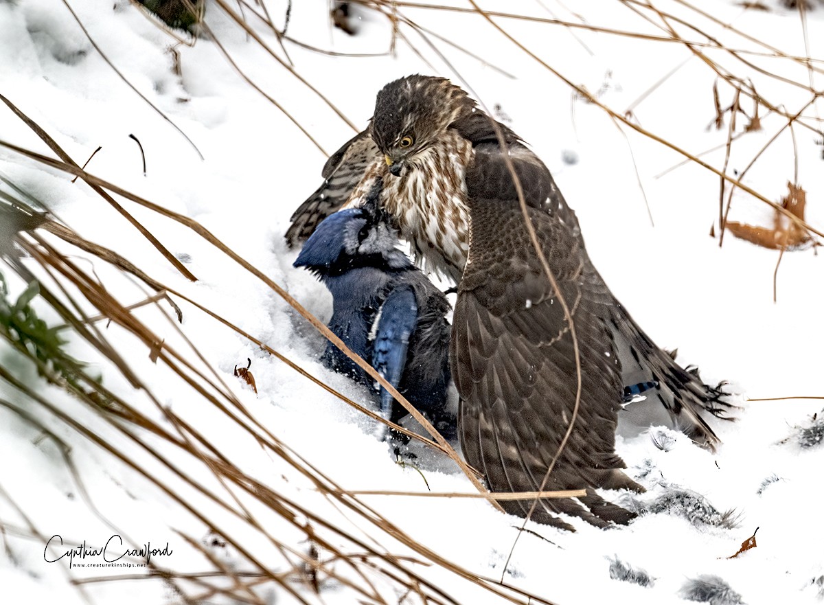 Sharp-shinned Hawk (Northern) - ML628721902