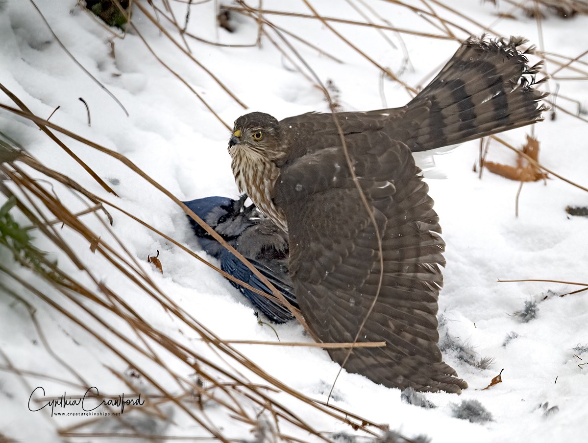 Sharp-shinned Hawk (Northern) - ML628721903