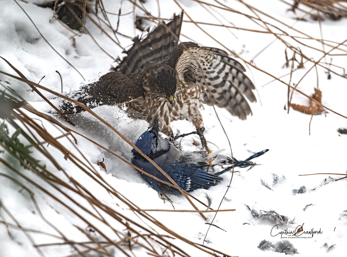 Sharp-shinned Hawk (Northern) - ML628721904