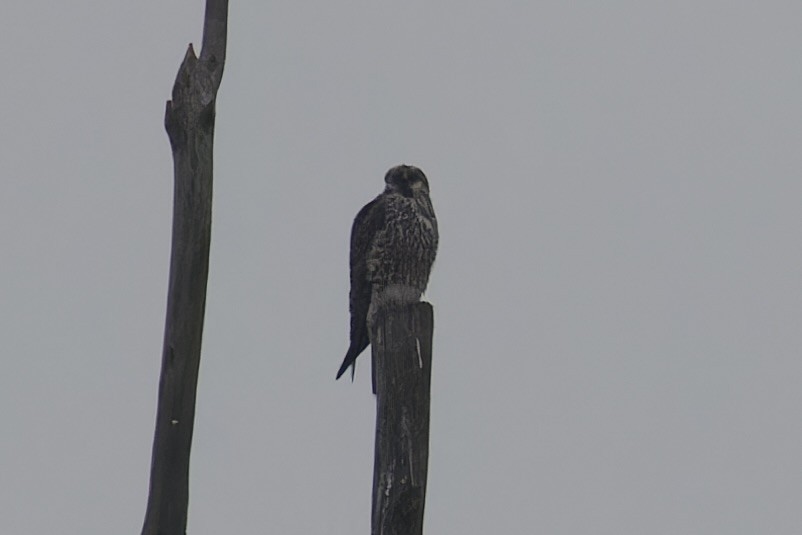 Peregrine Falcon - ML628721992