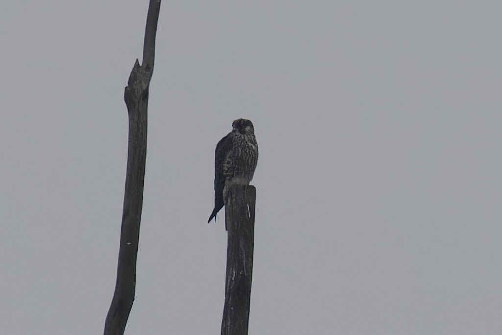 Peregrine Falcon - ML628721993