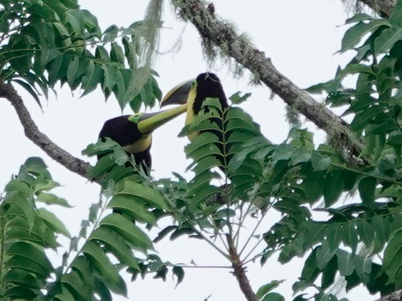 Toucan tocard - ML628722002