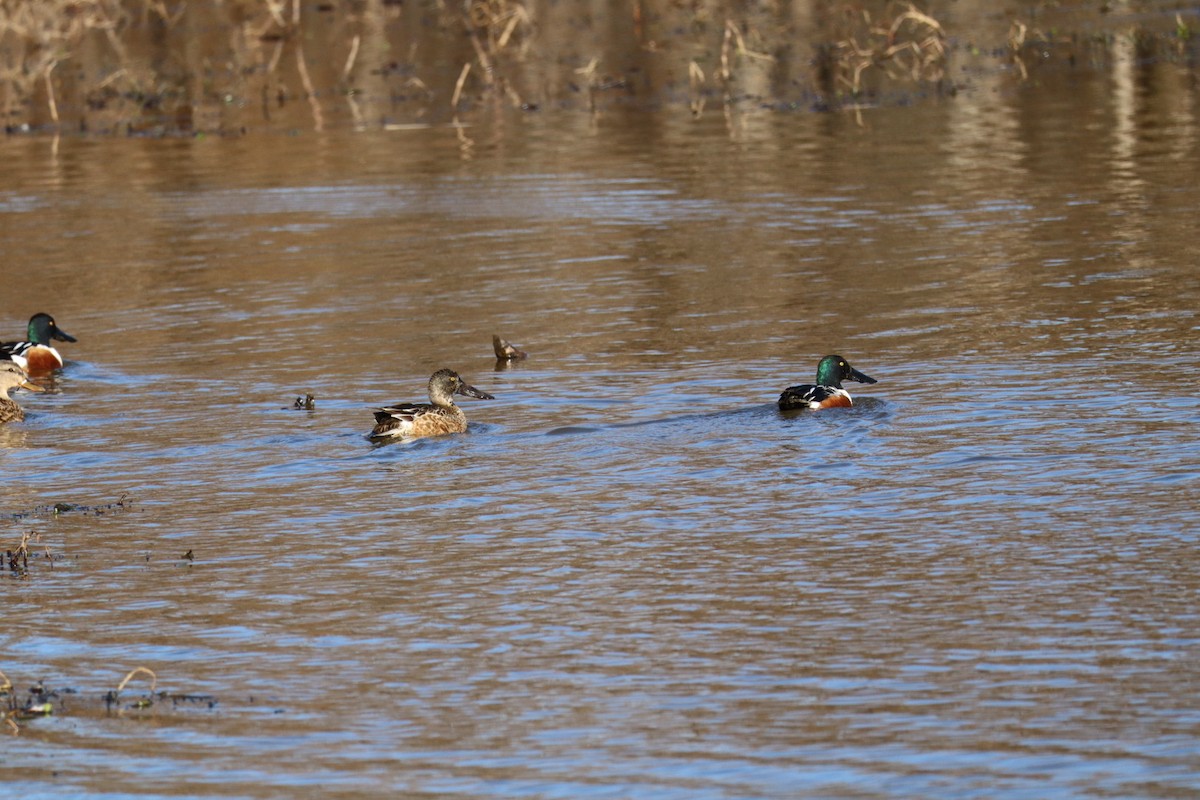 Northern Shoveler - ML628722104