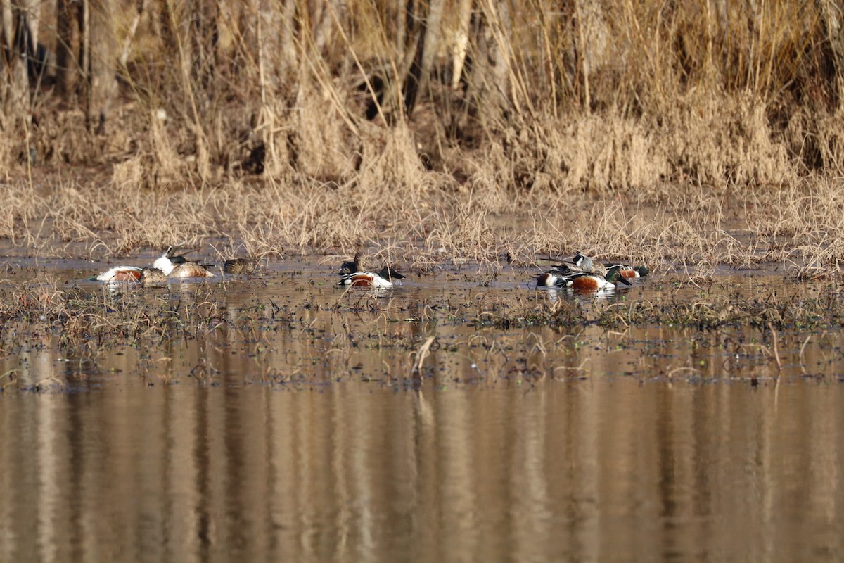 Northern Shoveler - ML628722105