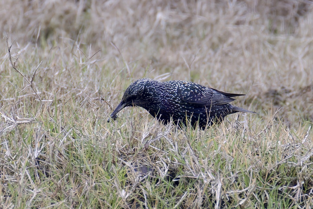 European Starling - ML628722175