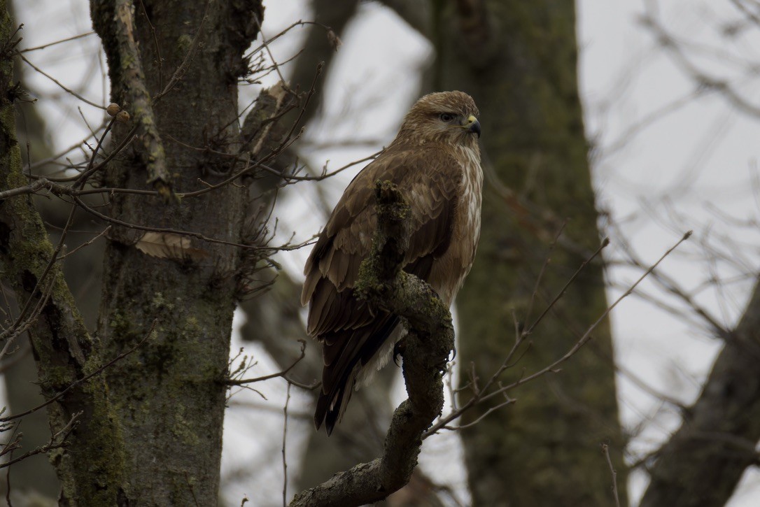 Common Buzzard - ML628722186
