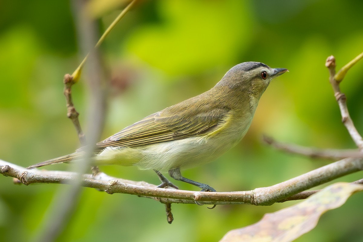 Red-eyed Vireo - ML628722189