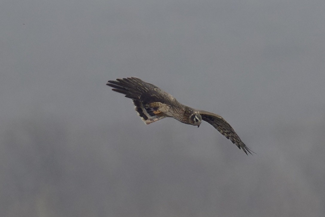 Pallid Harrier - ML628722225