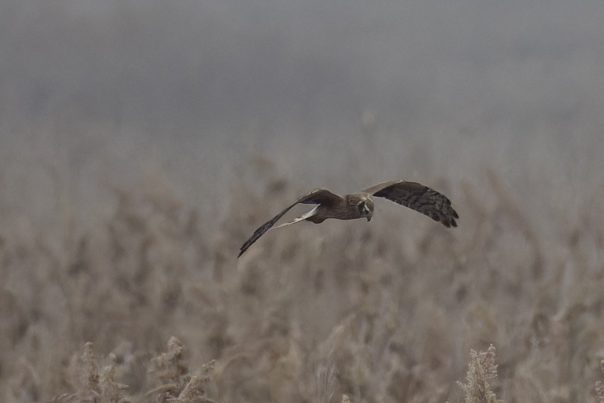Pallid Harrier - ML628722226