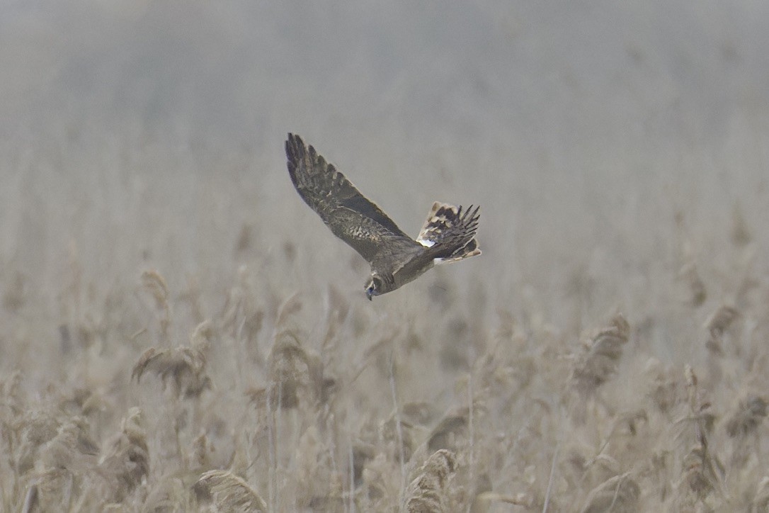 Pallid Harrier - ML628722227