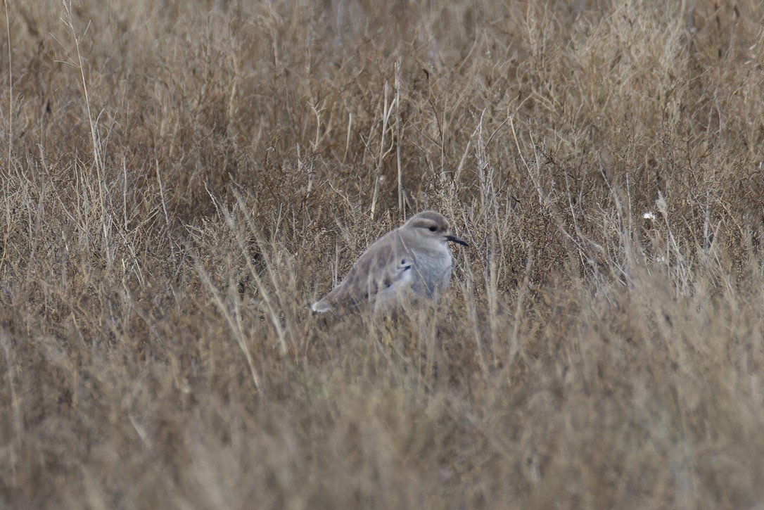 White-tailed Lapwing - ML628722269