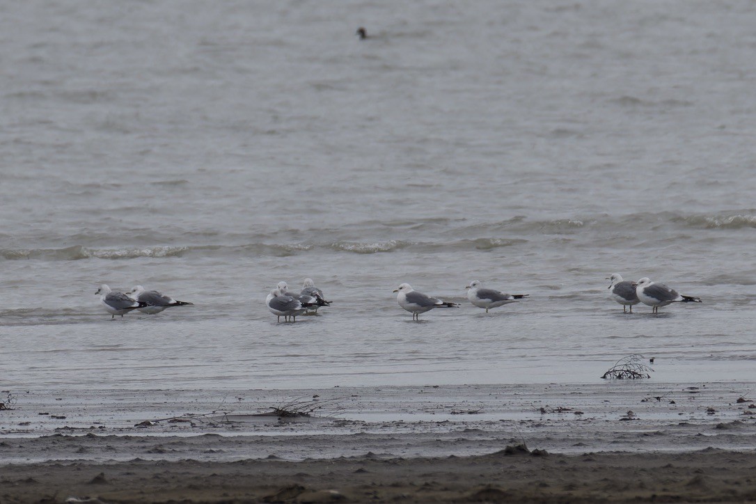 Common Gull (Russian) - ML628722279