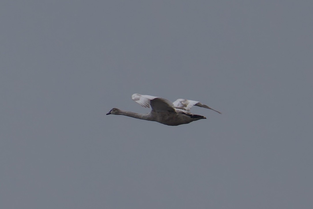 Mute Swan - ML628722291
