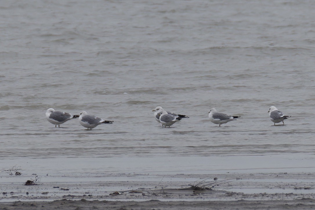 Common Gull (Russian) - ML628722294