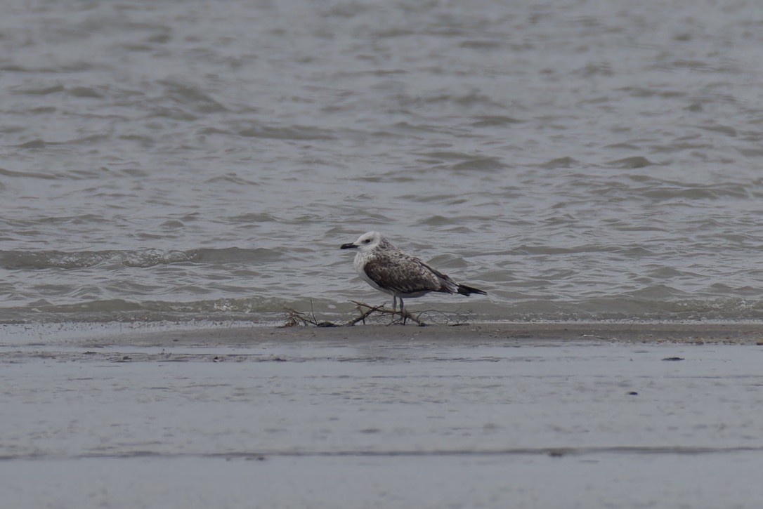 Caspian Gull - ML628722298