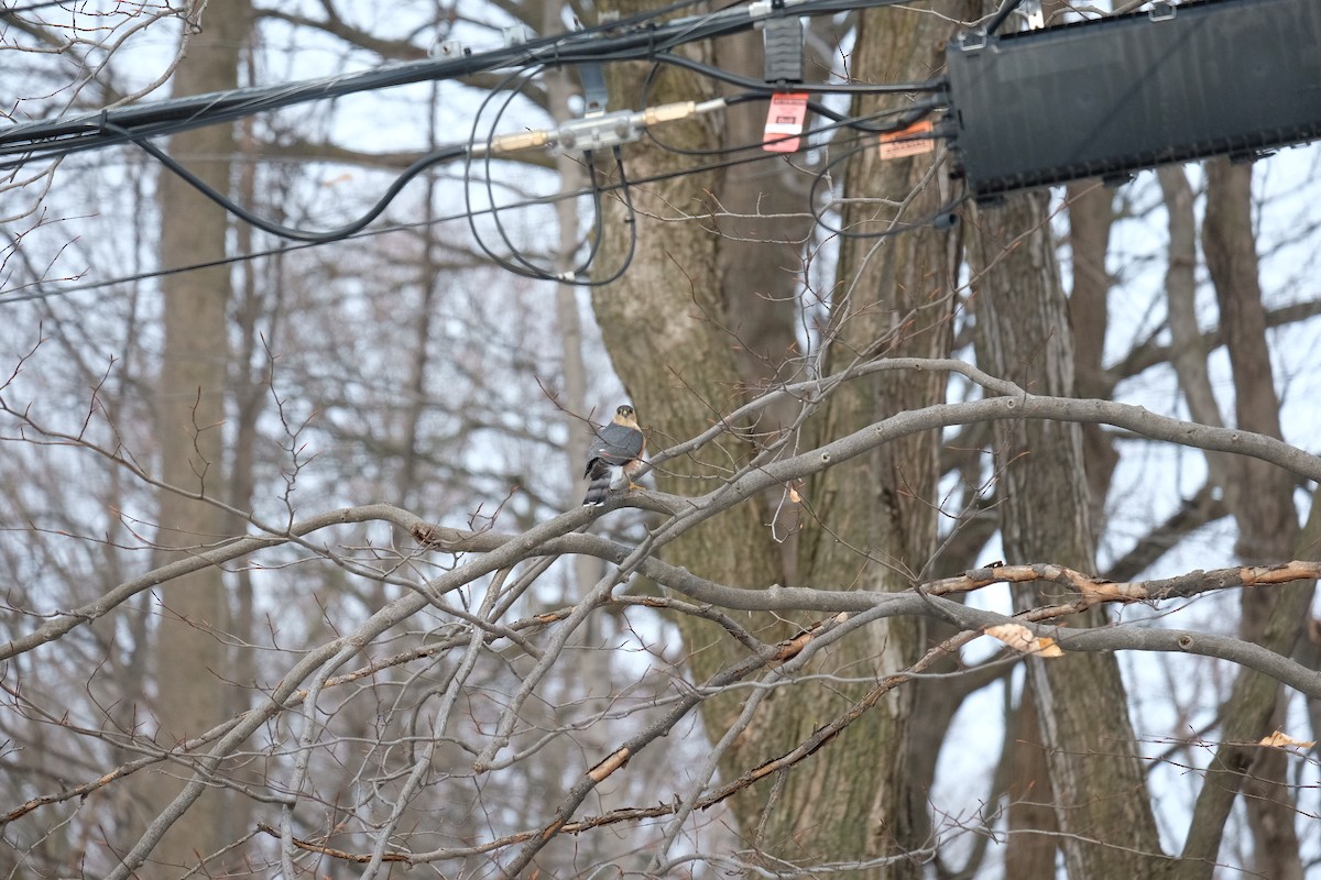 Sharp-shinned Hawk - ML628722318