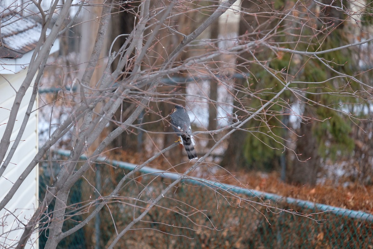 Sharp-shinned Hawk - ML628722338