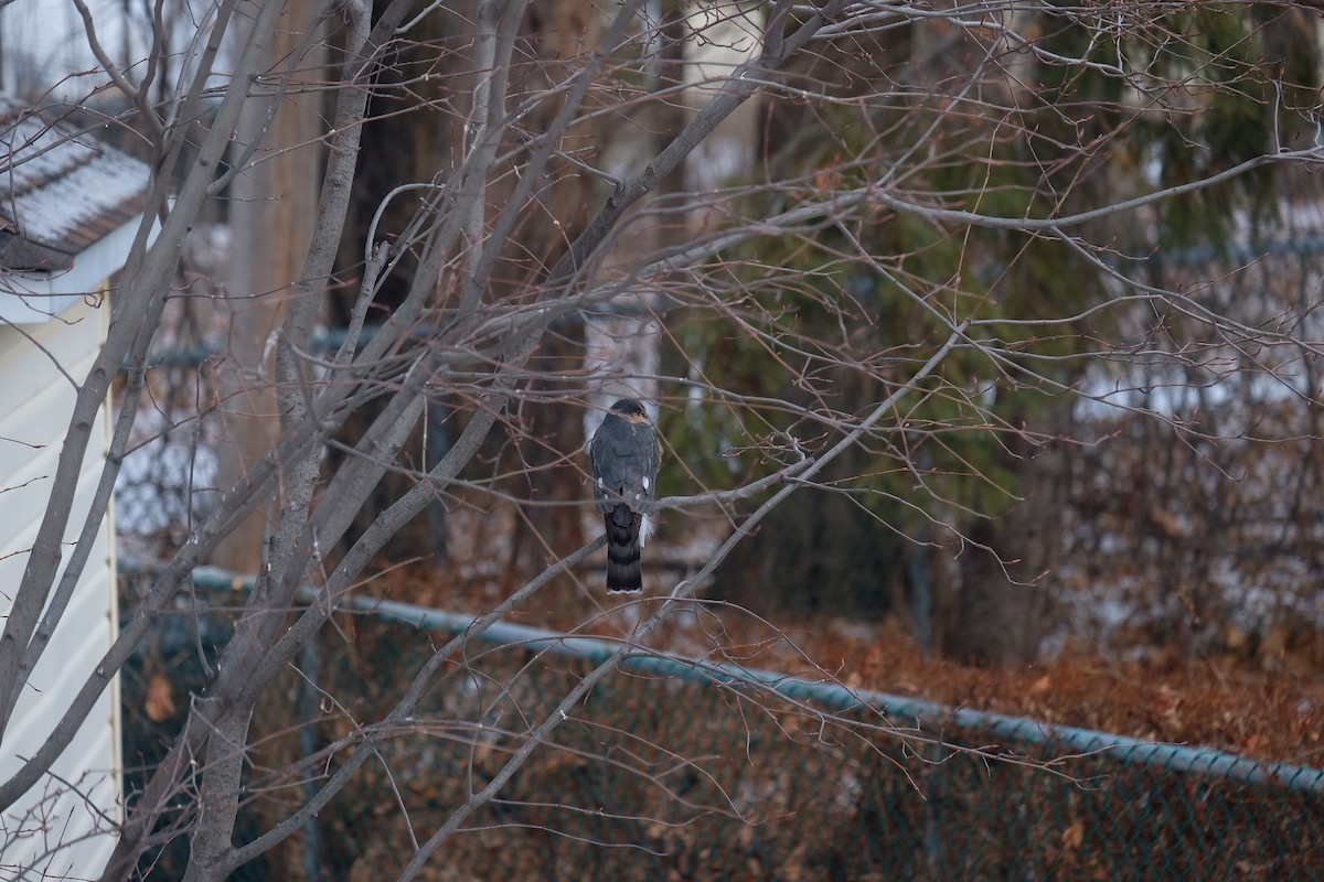Sharp-shinned Hawk - ML628722377