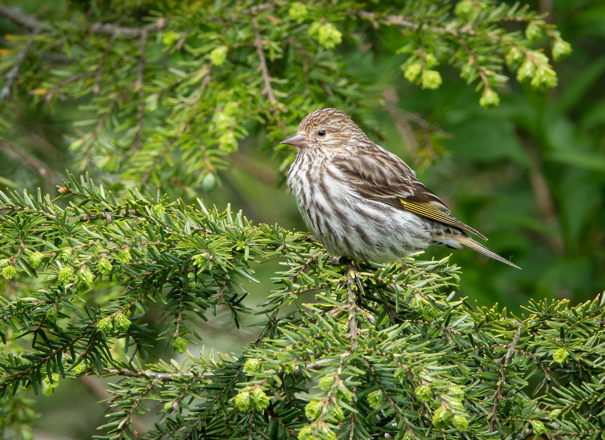 Pine Siskin - ML628722447