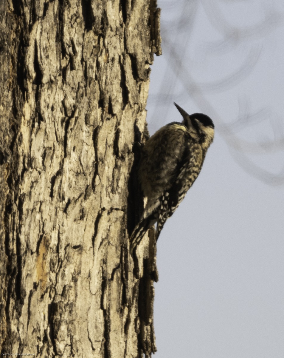 Yellow-bellied Sapsucker - ML628722655