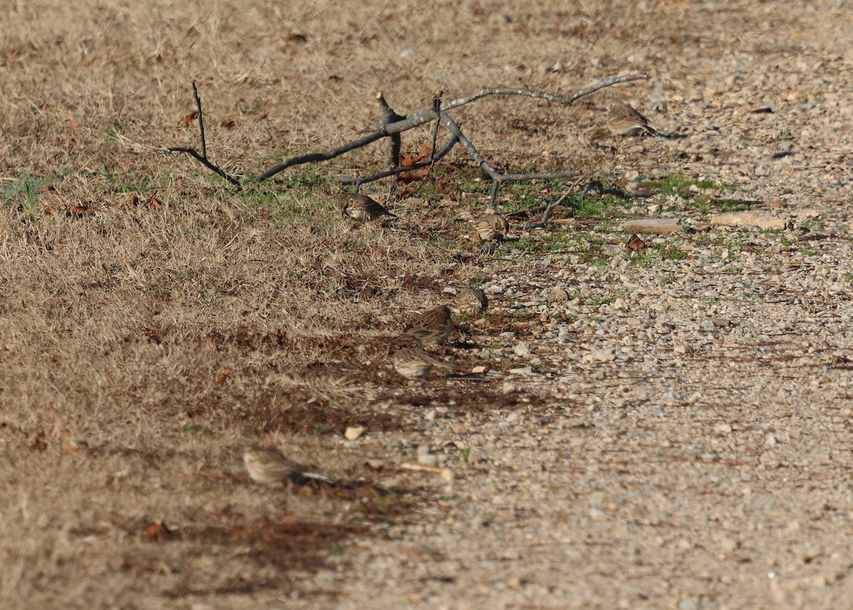 Vesper Sparrow - ML628722756