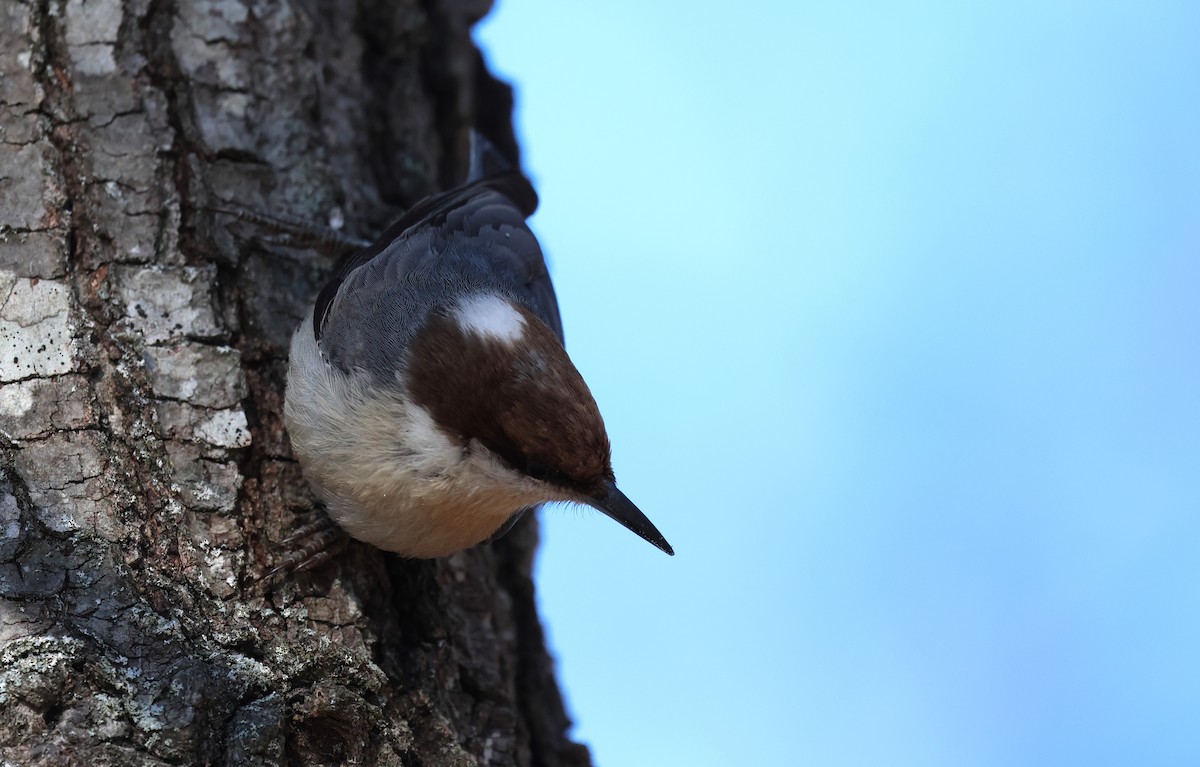 Brown-headed Nuthatch - ML628722775