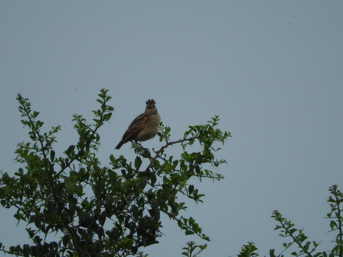 Rufous-naped Lark - ML628722853