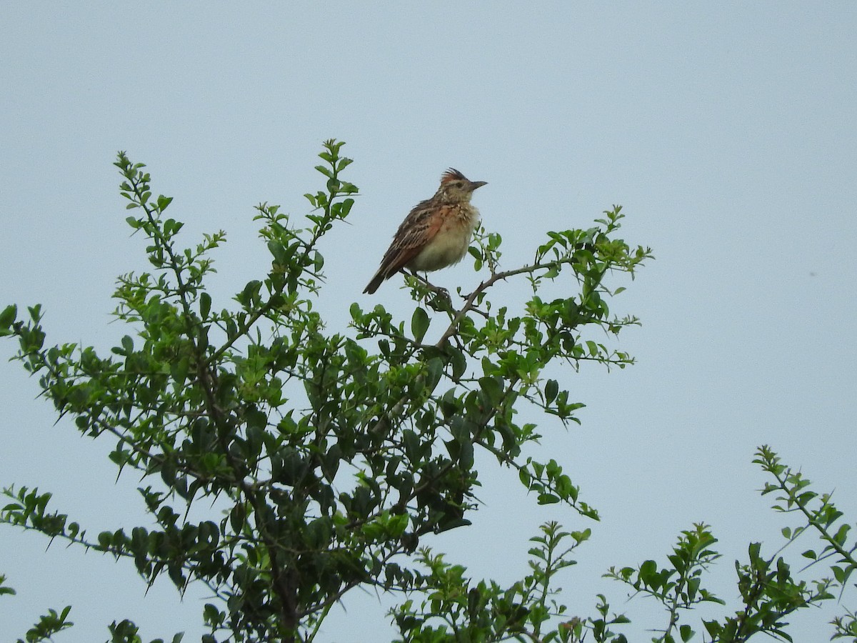 Rufous-naped Lark - ML628722854