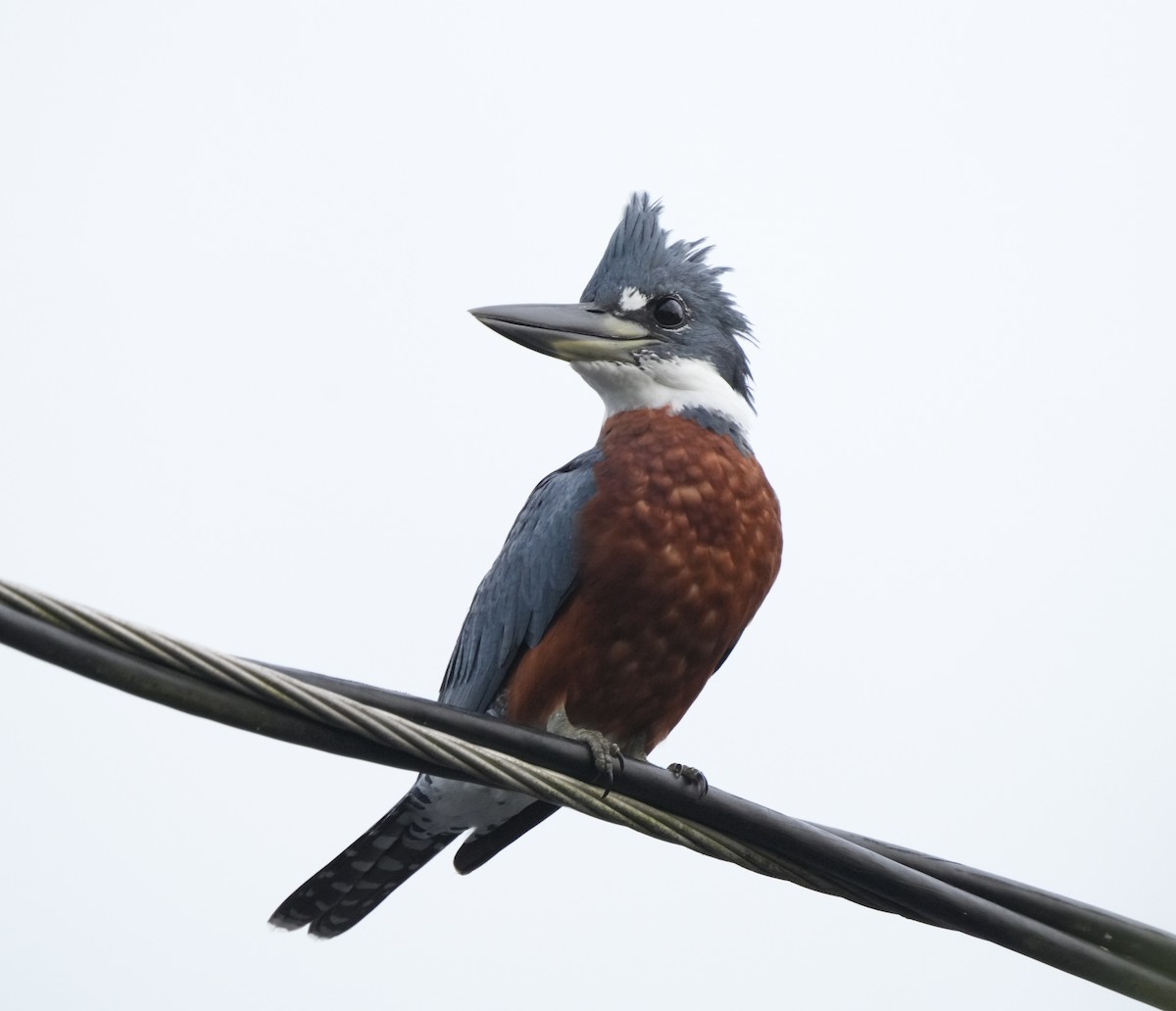 Ringed Kingfisher - ML628722907