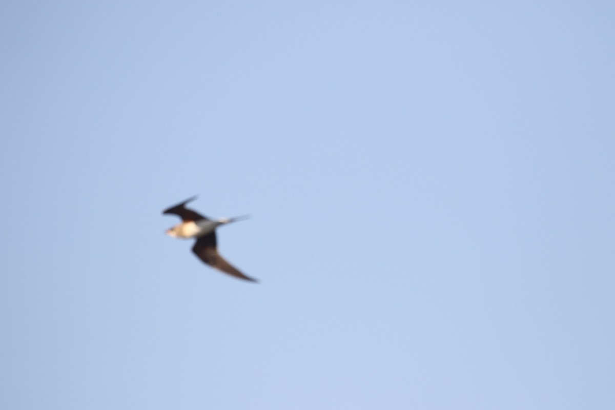 Луговая тиркушка - ML628722981