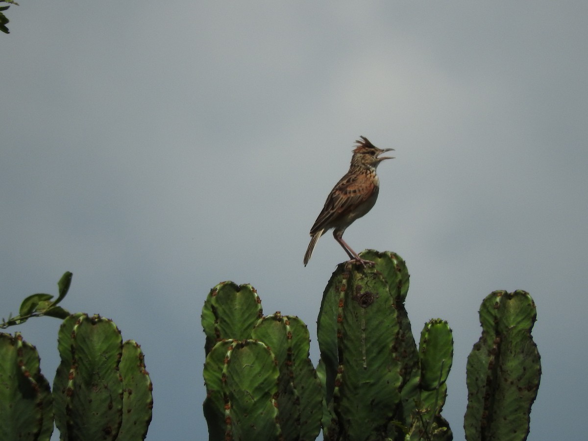 Rufous-naped Lark - ML628723134