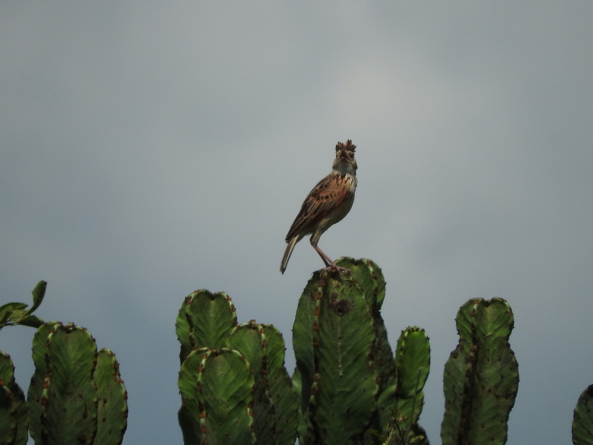 Rufous-naped Lark - ML628723135