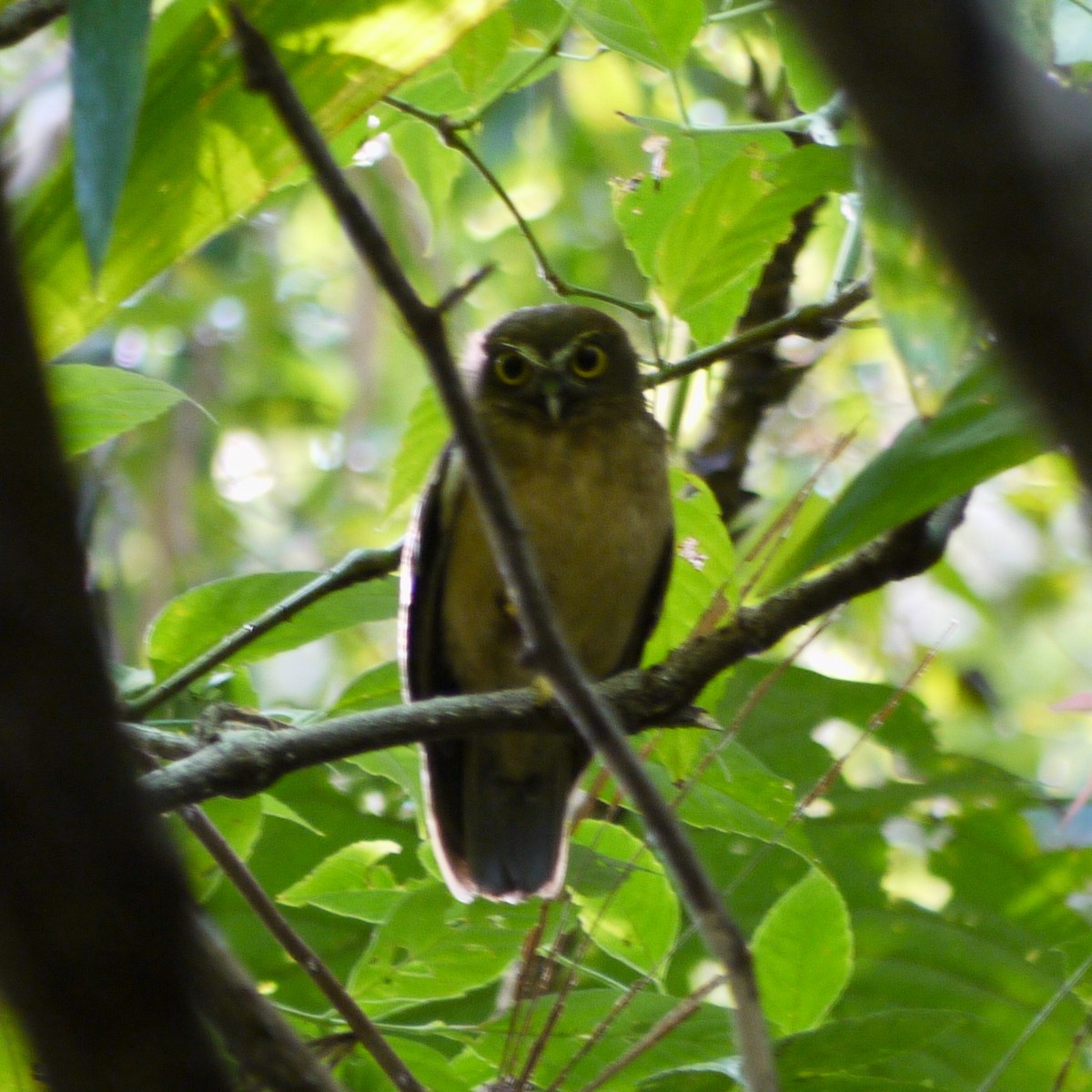 Ochre-bellied Boobook - ML628723166