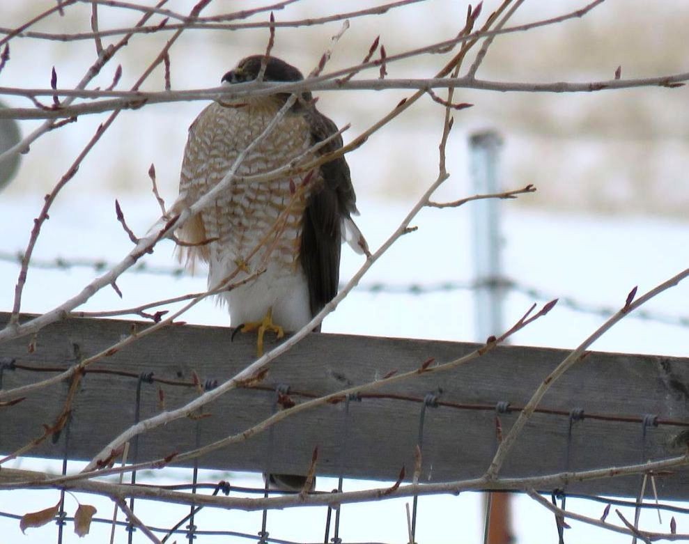 Sharp-shinned Hawk - ML628723426