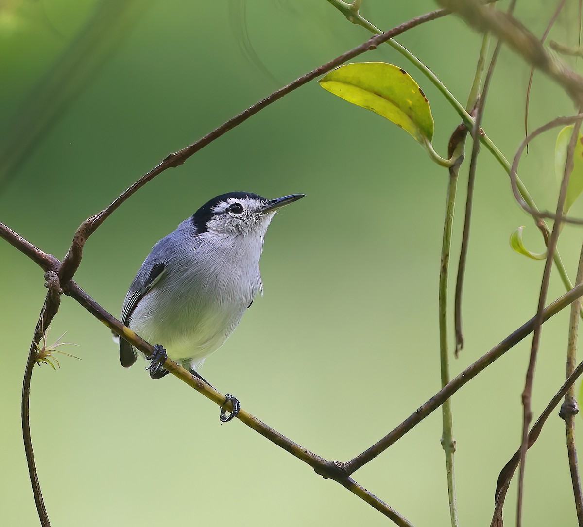 White-browed Gnatcatcher - ML628723462