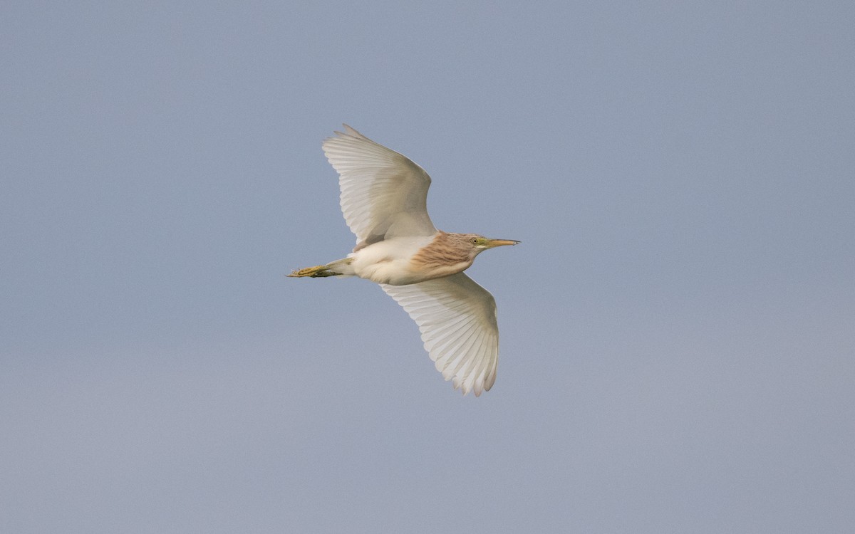 Squacco Heron - ML628723497