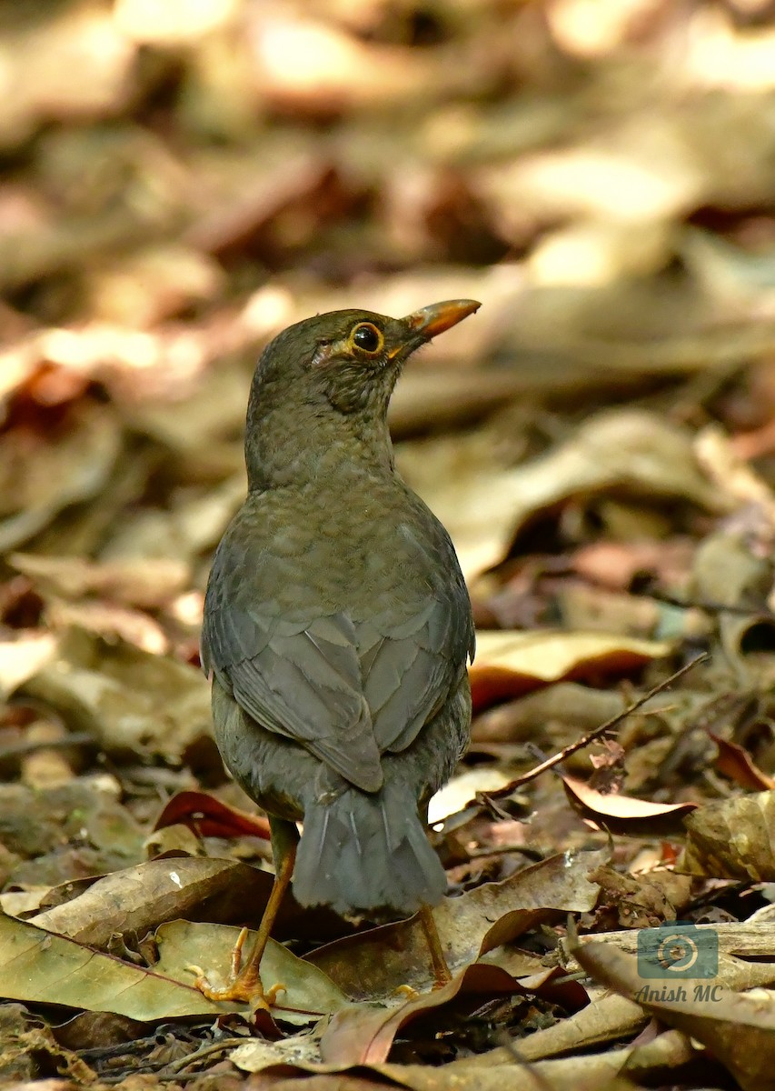 Indian Blackbird - ML628723547