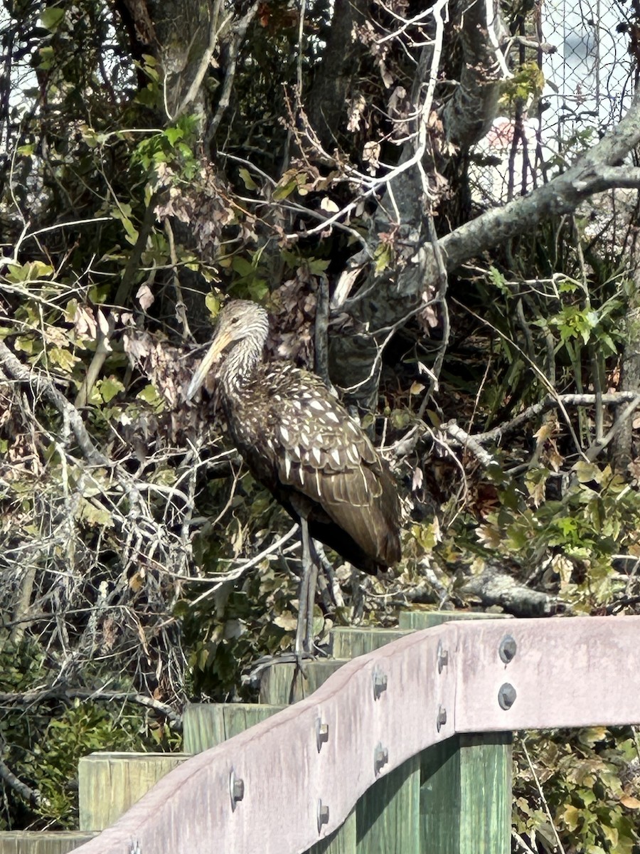 kurlan chřástalovitý - ML628723598