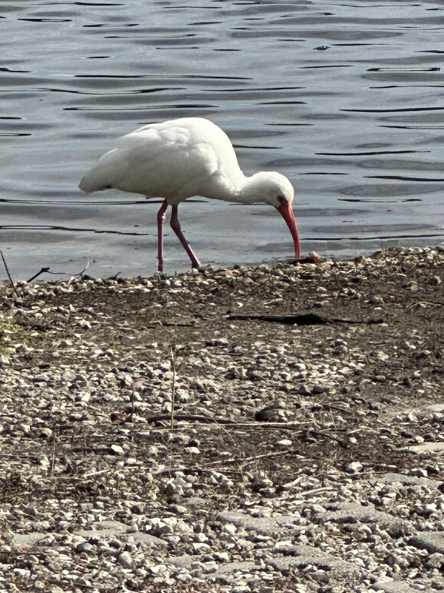 ibis bílý - ML628723613