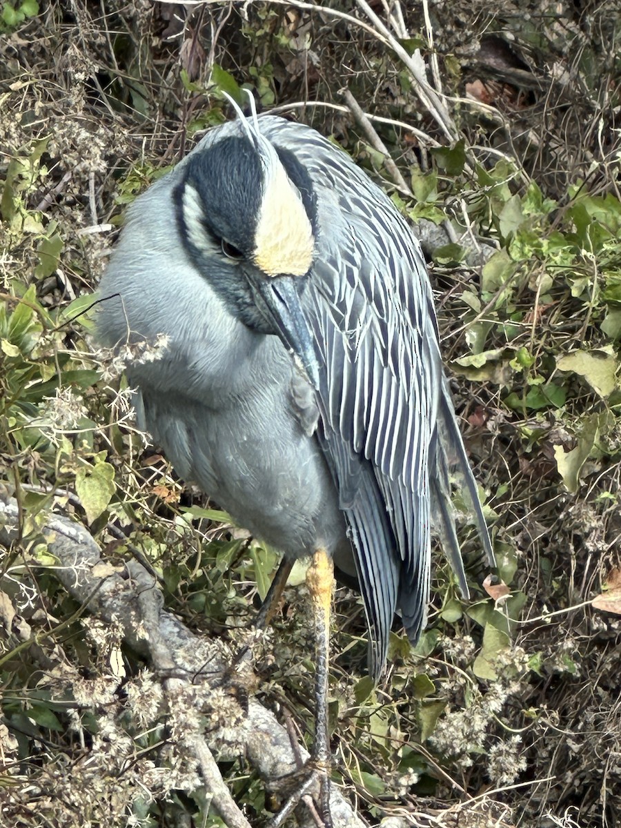 kvakoš žlutočelý - ML628723665