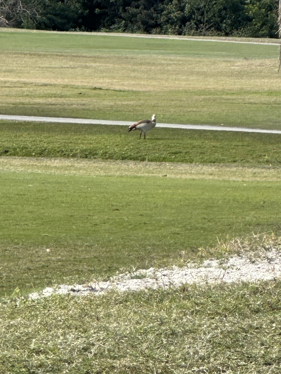 husice nilská - ML628723711